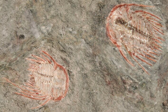 Two Colorful Kettneraspis Trilobite - Timrzit , Morocco #270569